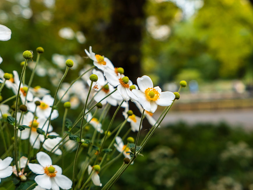 White Anemone Flowers with Yellow Centers in Garden