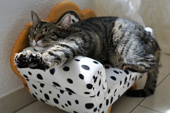 Sleeping Tabby Cat on Polka Dot Miniature Sofa