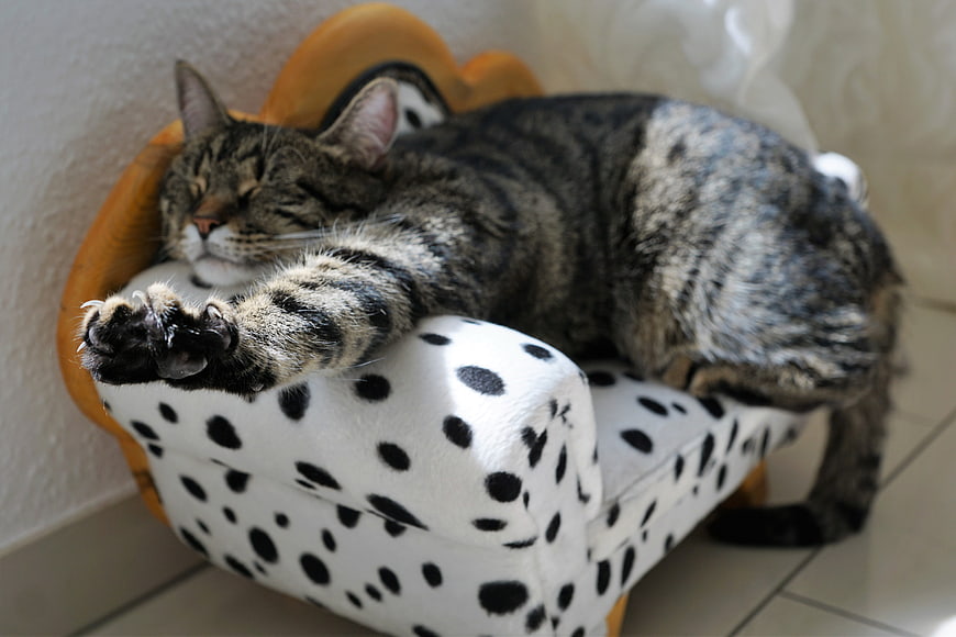 Sleeping Tabby Cat on Polka Dot Miniature Sofa