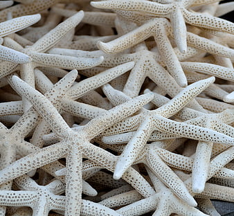 Close-up texture of white starfish pile background