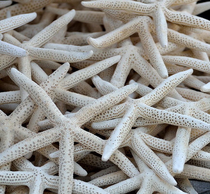 Close-up texture of white starfish pile background