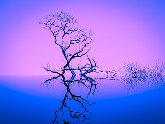 Bare Tree Silhouette Against Vibrant Purple and Blue Gradient Sky