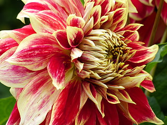 Close-up of vibrant red and yellow striped dahlia flower