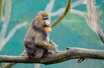 Mandrill Monkey Sitting on Tree Branch in Zoo