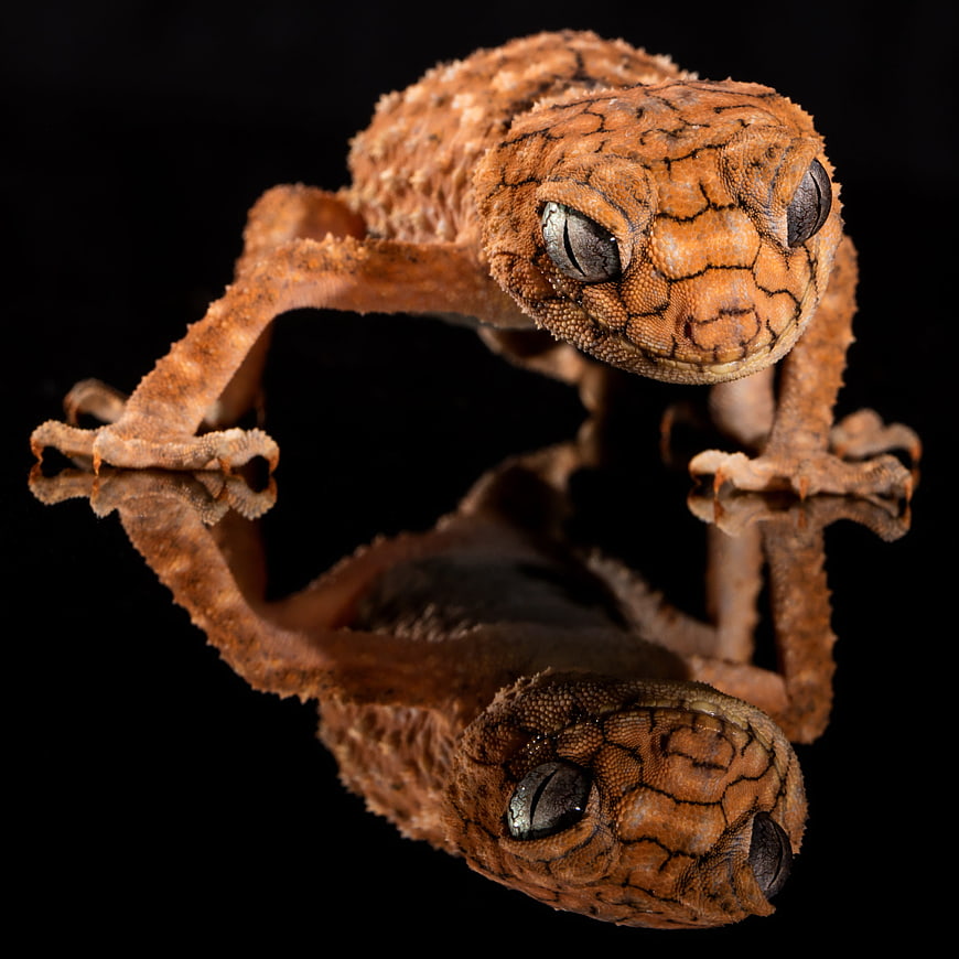 Close-up of a Knob-tailed Gecko on Black Background