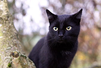 Portrait of a black cat with green eyes in a tree