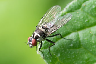 Macro close-up of a fly with red eyes on a green leaf