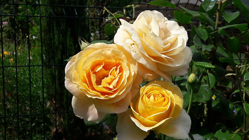 Beautiful Yellow Roses in a Garden Setting