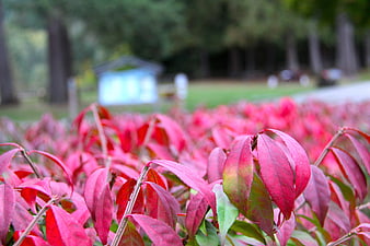 Vibrant Red Autumn Leaves in a Park