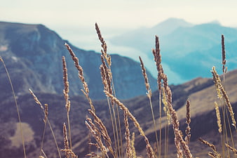 Dry grass stalks in foreground with blurred mountain landscape background