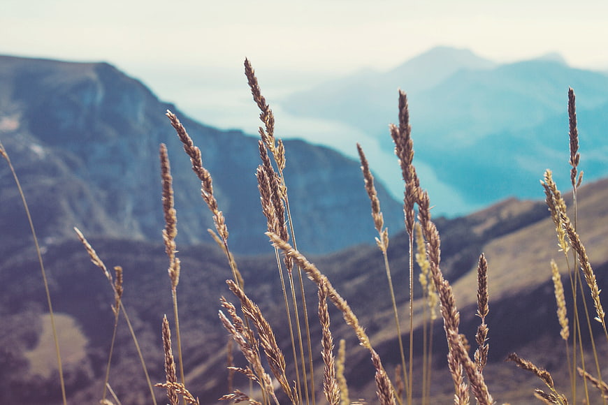 Dry grass stalks in foreground with blurred mountain landscape background
