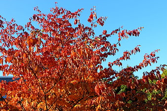Vibrant Red and Orange Autumn Leaves Against Blue Sky