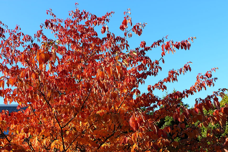Vibrant Red and Orange Autumn Leaves Against Blue Sky
