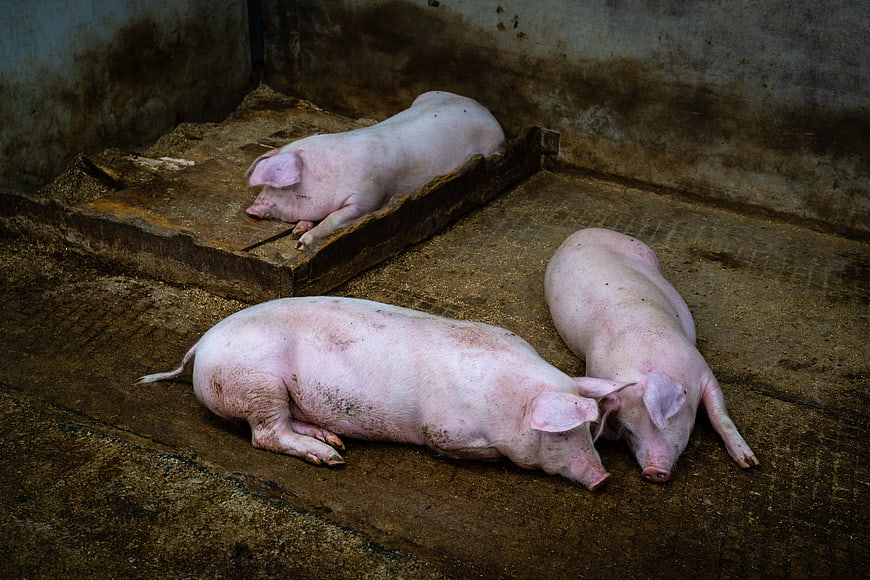 Three sleeping pigs in a rustic farm pen