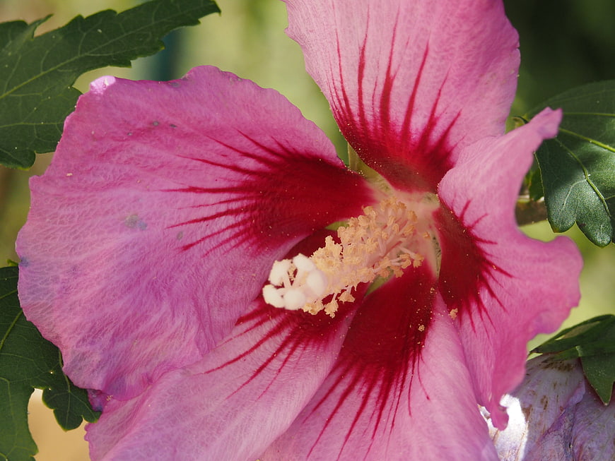 Close-up of vibrant pink hibiscus flower with red center