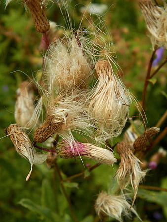 Close-up of fluffy thistle seed heads in a meadow