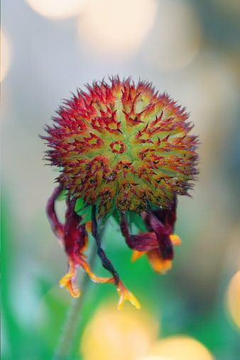 Close-up of a wilting red and yellow flower head