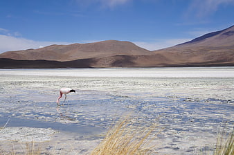 Flamingo foraging in a high-altitude salt lake with mountains