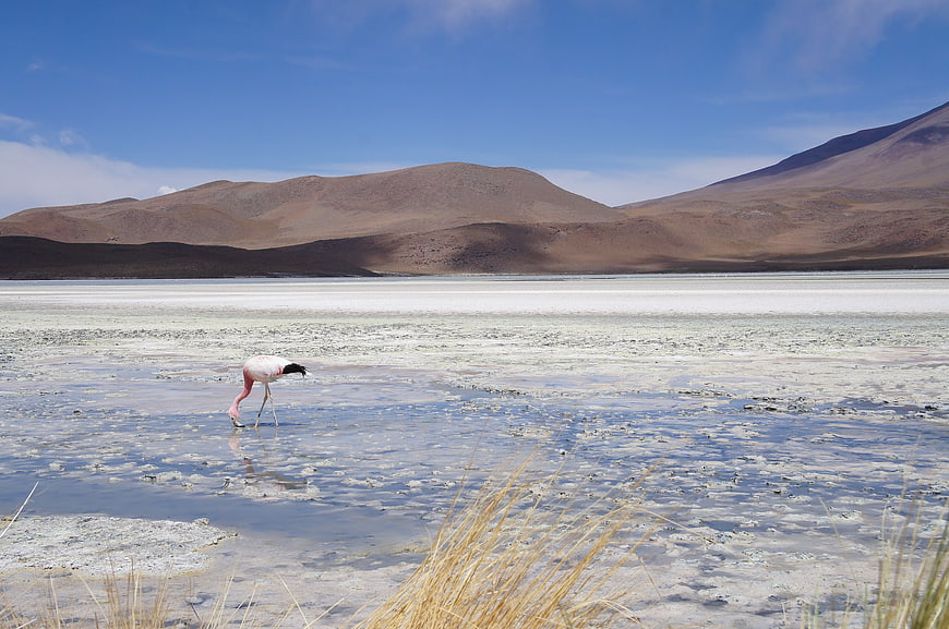 Flamingo foraging in a high-altitude salt lake with mountains