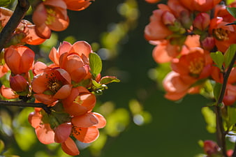 Close-up of vibrant orange-red flowering quince blossoms in spring