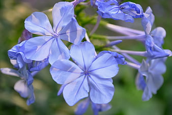 Close-up of delicate blue plumbago flowers in bloom