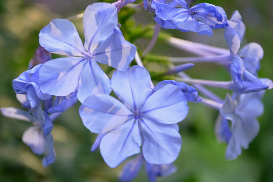 Close-up of delicate blue plumbago flowers in bloom