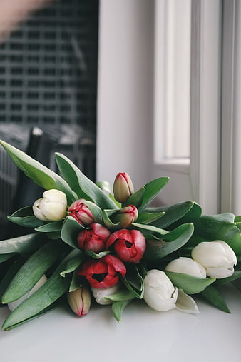 Bouquet of Red and White Tulips on White Surface