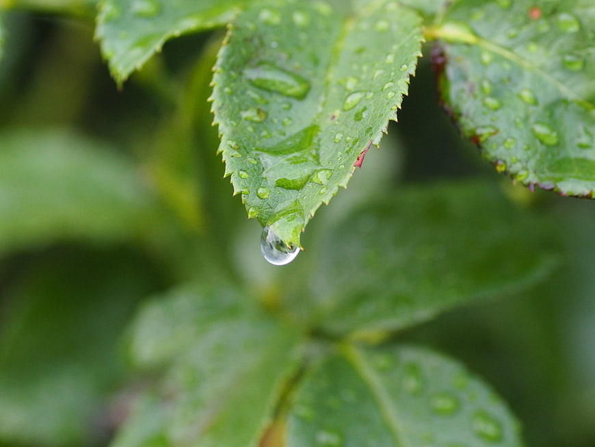 Close-up of a water droplet hanging from a green leaf