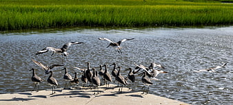 Flock of Black-winged Stilts on Concrete Pier by Water