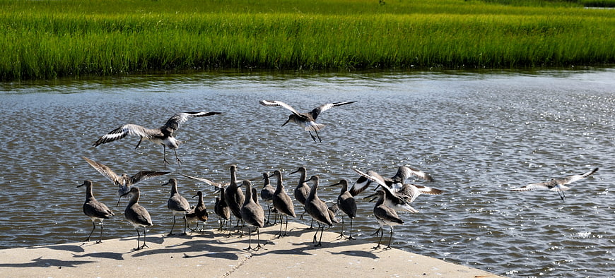 Flock of Black-winged Stilts on Concrete Pier by Water