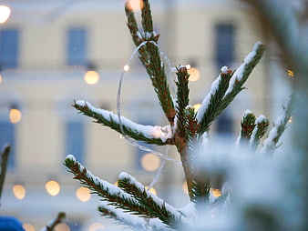 Snowy Pine Branch with Christmas Lights Bokeh Background