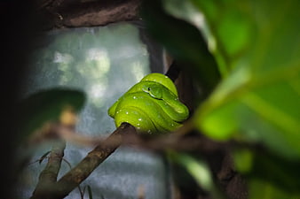 Green Tree Python Coiled on Branch in Jungle