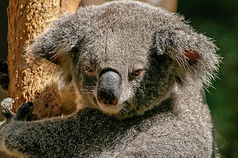 Close-up Portrait of a Koala Bear in a Tree
