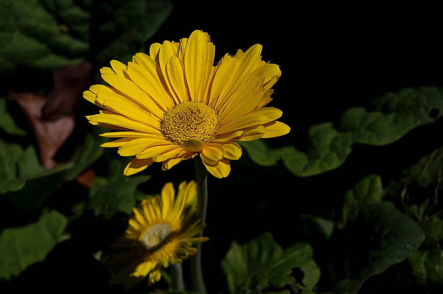 Vibrant Yellow Daisy in Sunlight Against Dark Background