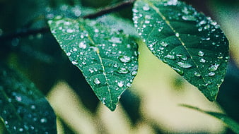 Close-up of green leaves with water droplets after rain