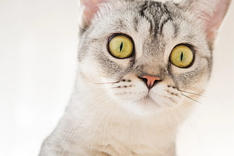 Close-up of a gray tabby cat with wide green eyes