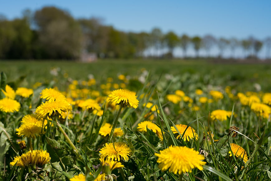Vibrant yellow dandelions blooming in a sunny green meadow