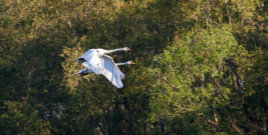 Two white swans flying in formation over green forest