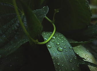 Close-up of green leaves with raindrops and vine