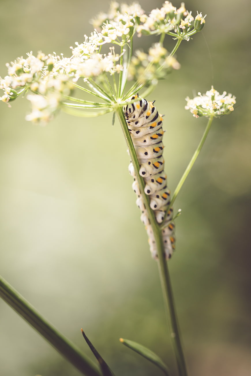 Black Swallowtail Caterpillar on Wildflower Stem