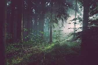 Misty forest with sunbeams filtering through trees