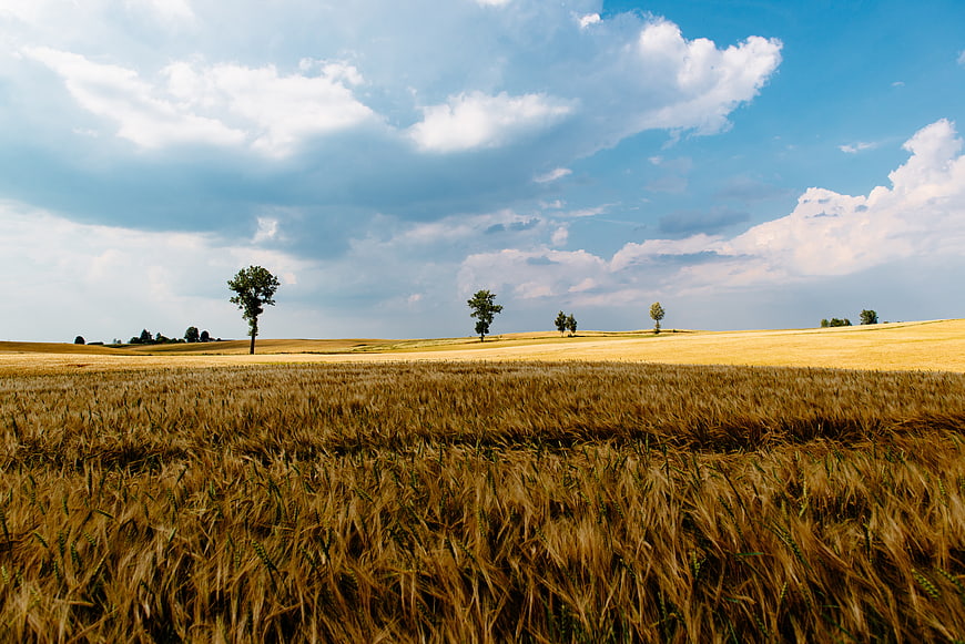 Golden Wheat Field with Trees and Blue Sky