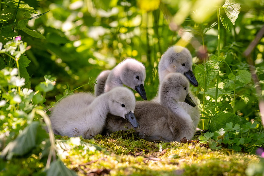 Cute fluffy cygnets resting in green grass