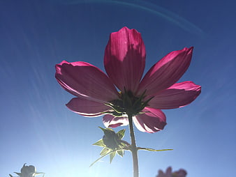 Pink Cosmos Flower Backlit Against Blue Sky