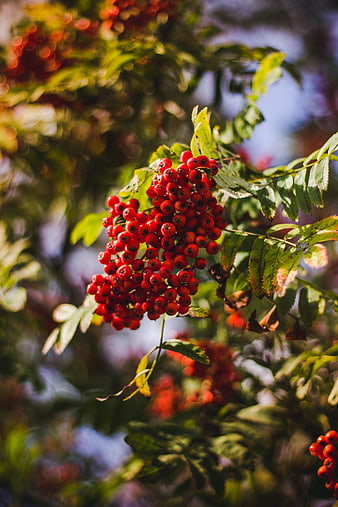 Close-up of vibrant red rowan berries on a branch