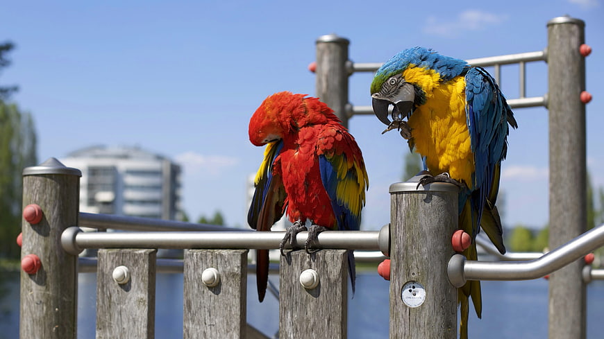 Two colorful macaws perched on a wooden railing outdoors