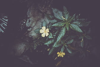 Yellow flower blooming on dark green leaves against a rocky background