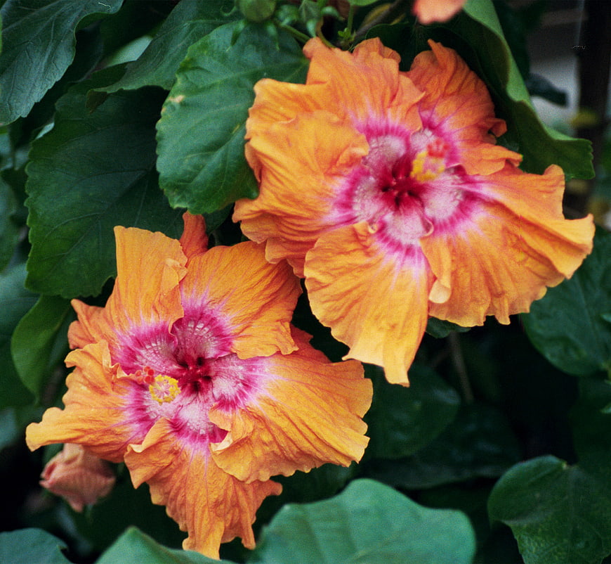 Vibrant Orange and Pink Hibiscus Flowers in Bloom