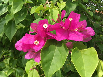 Vibrant Pink Bougainvillea Flowers with Green Leaves