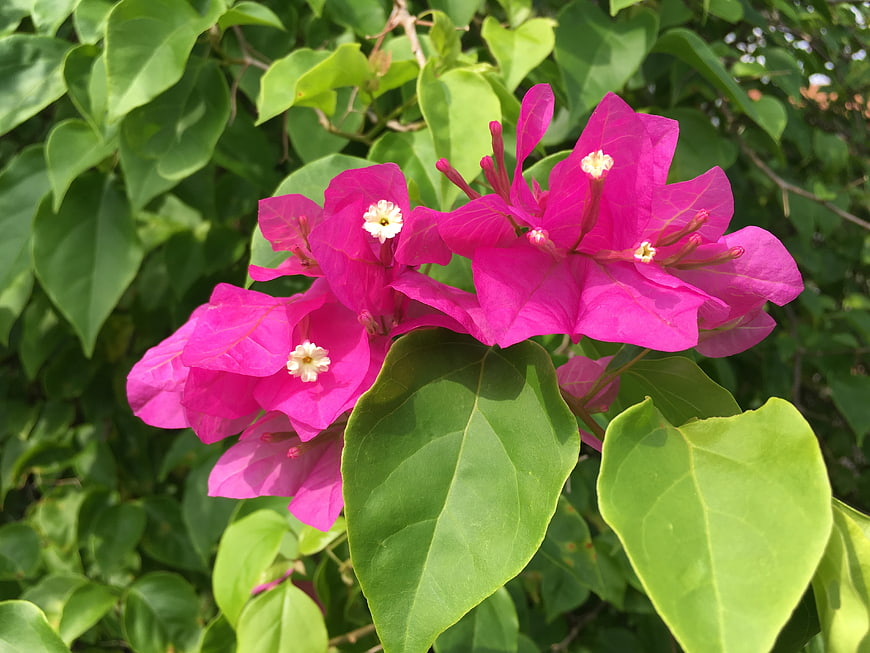 Vibrant Pink Bougainvillea Flowers with Green Leaves
